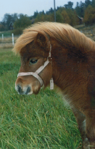 Shettisvarsa